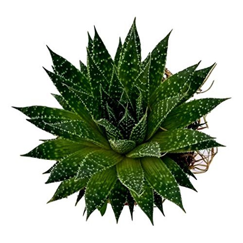 Fat Plants San Diego Succulent Plants Fully Rooted in 4 inch Pla...