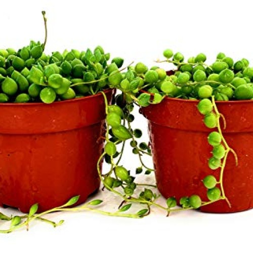 Fat Plants San Diego Succulent Plants Trailing Succulent Collect...
