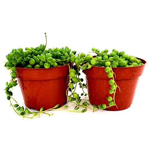 Fat Plants San Diego Succulent Plants Trailing Succulent Collect...