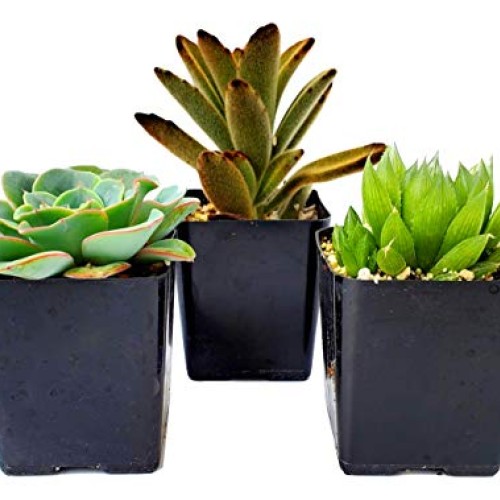 FATPLANTS Succulent Plants in Gift Box | Rooted in 2 inch Planter ...