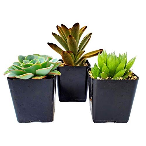 FATPLANTS Succulent Plants in Gift Box | Rooted in 2 inch Planter ...