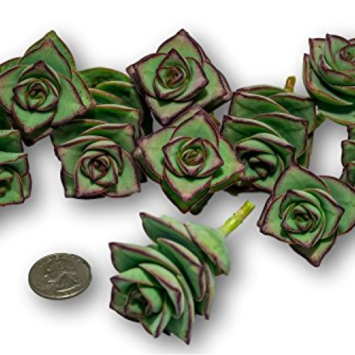 Fat Plants San Diego Ten String of Buttons Cuttings, Crassula Perf...