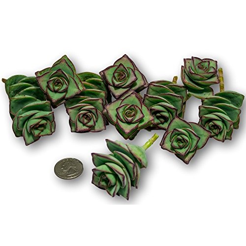 Fat Plants San Diego Ten String of Buttons Cuttings, Crassula Perf...