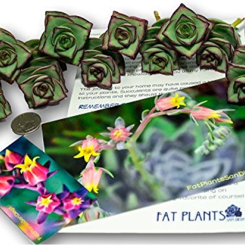 Fat Plants San Diego Ten String of Buttons Cuttings, Crassula Perf...