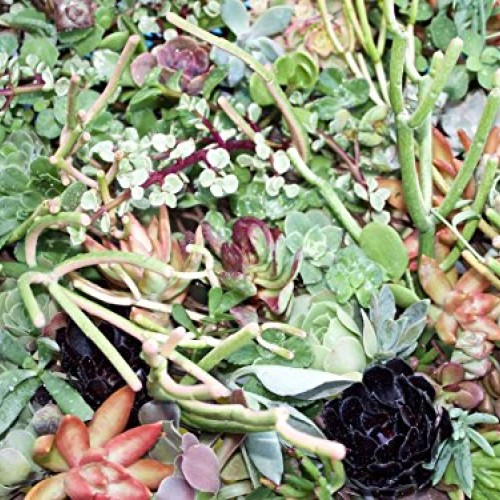 Fat Plants San Diego 50 Succulent Cuttings