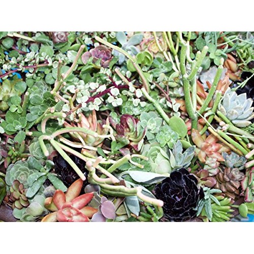 Fat Plants San Diego 50 Succulent Cuttings