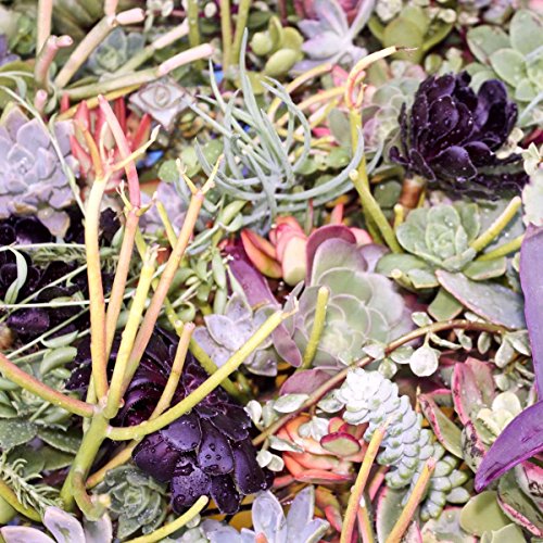 Fat Plants San Diego 50 Succulent Cuttings