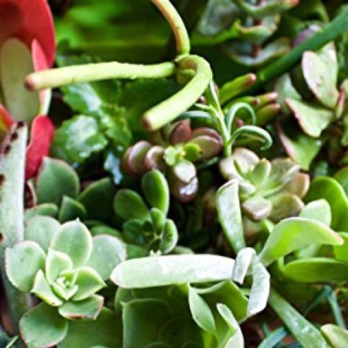 Fat Plants San Diego 50 Succulent Cuttings