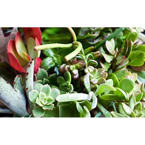 Fat Plants San Diego 50 Succulent Cuttings