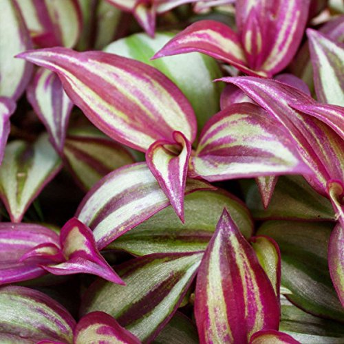Fat Plants San Diego 50 Succulent Cuttings