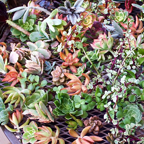 Fat Plants San Diego 50 Succulent Cuttings