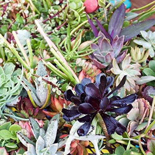 Fat Plants San Diego 50 Succulent Cuttings