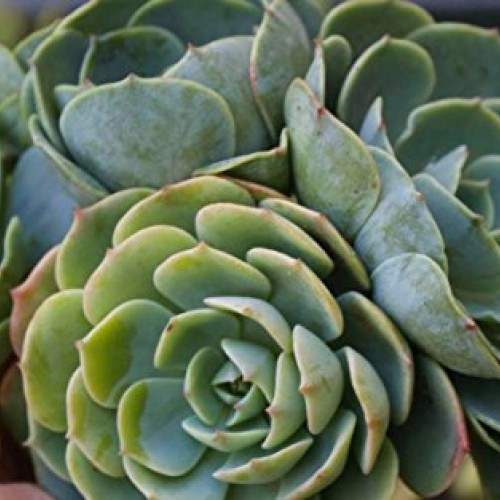 Fat Plants San Diego 50 Succulent Cuttings