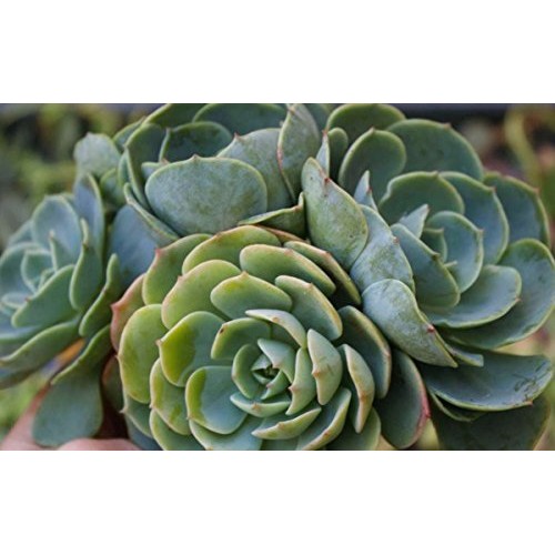 Fat Plants San Diego 50 Succulent Cuttings