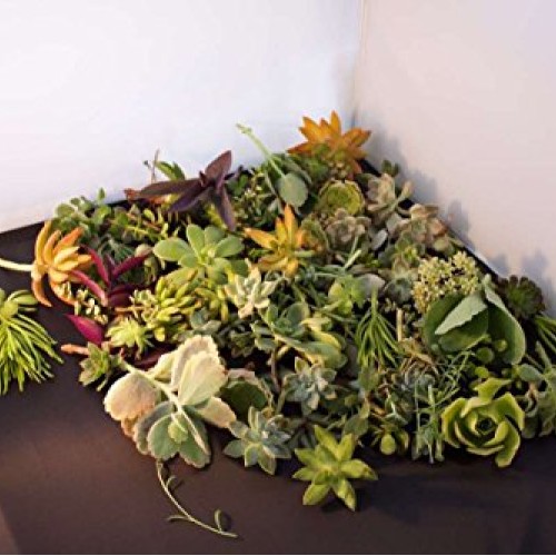 Fat Plants San Diego 50 Succulent Cuttings