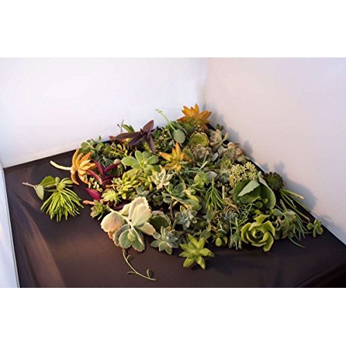 Fat Plants San Diego 50 Succulent Cuttings