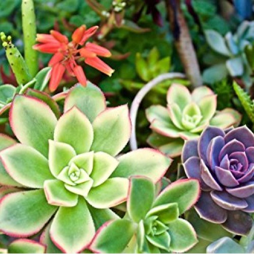Fat Plants San Diego 50 Succulent Cuttings
