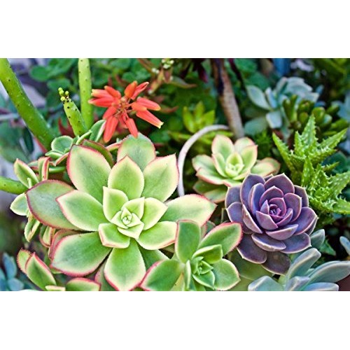 Fat Plants San Diego 50 Succulent Cuttings