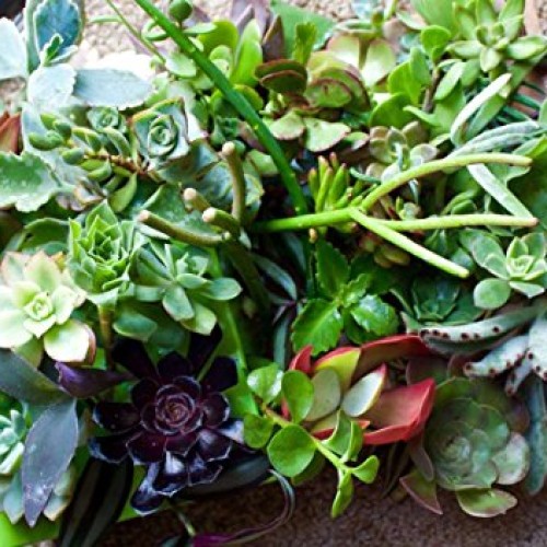 Fat Plants San Diego 50 Succulent Cuttings