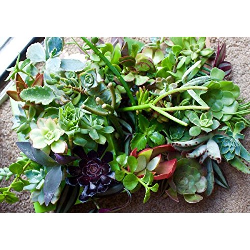 Fat Plants San Diego 50 Succulent Cuttings