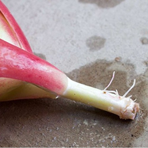 Fat Plants San Diego 50 Succulent Cuttings