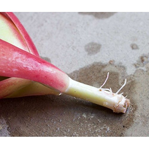 Fat Plants San Diego 50 Succulent Cuttings