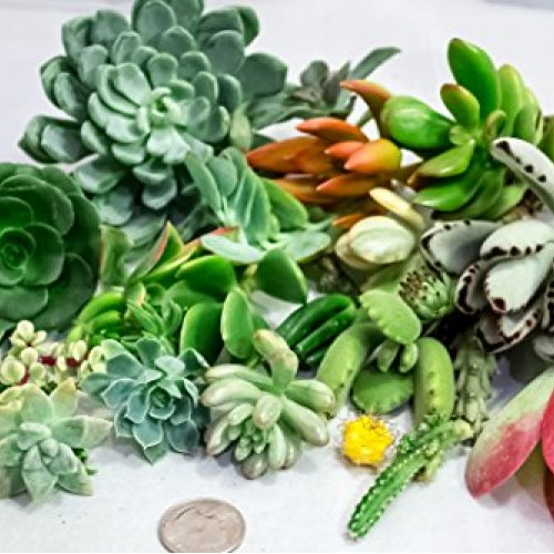 Fat Plants San Diego Small Succulent Cuttings Packages