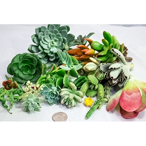 Fat Plants San Diego Small Succulent Cuttings Packages