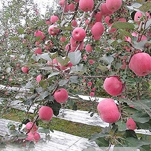 Fauge 6 Pack High Silver Reflective Mylar Film, Garden Greenhouse ...