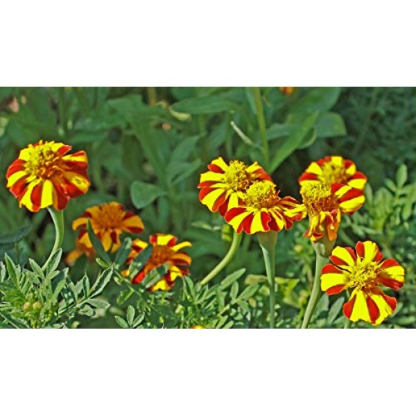 Seeds Marigolds Tagetes Madjestic Flower Balcony Annual Garden Org...