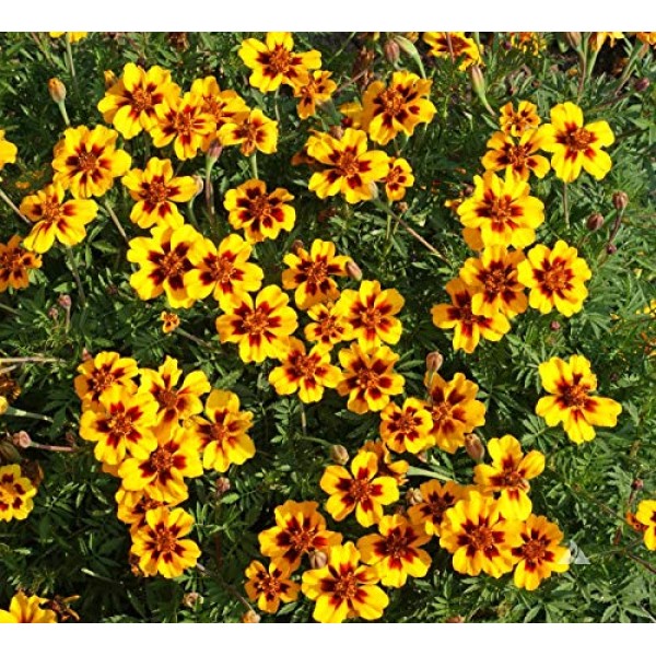 Seeds Marigolds Tagetes Red Yellow Flower Balcony Annual Garden Or...