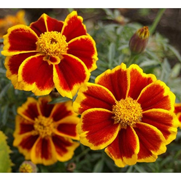 Seeds Marigolds Tagetes Red Yellow Flower Balcony Annual Garden Or...