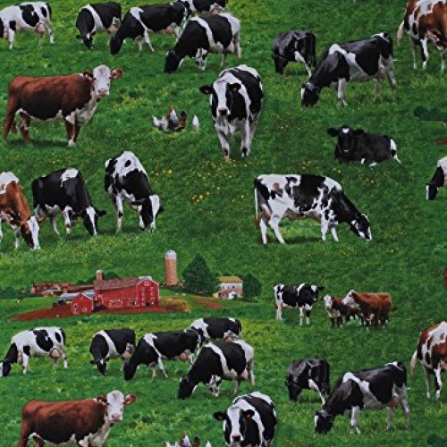 Cotton Cows Holstein Cattle Guernsey Scenic Fields Barns Country F...