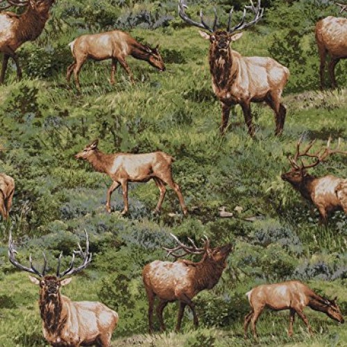 Cotton Elk Animals Wildlife Northwoods Born Free Scenic Green Cott...