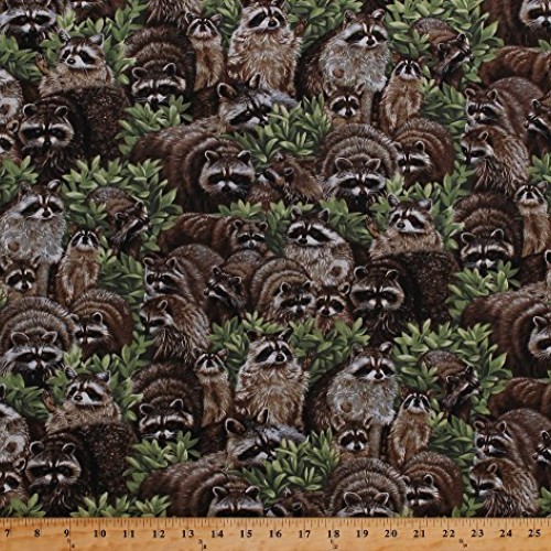 Cotton Raccoons Racoons Coons Wildlife Animals Scenic Nature Backy...