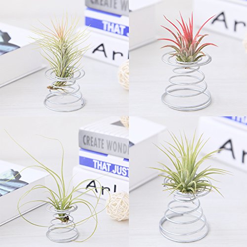 20 Pack Air Plant Stand Container Tillandsia Holder, Fineder Stain...