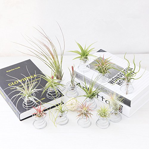 20 Pack Air Plant Stand Container Tillandsia Holder, Fineder Stain...