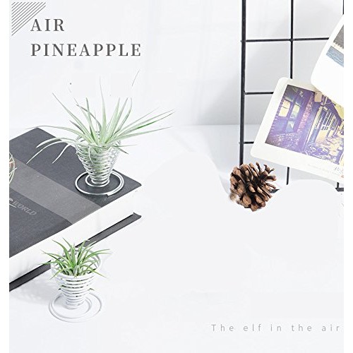 20 Pack Air Plant Stand Container Tillandsia Holder, Fineder Stain...