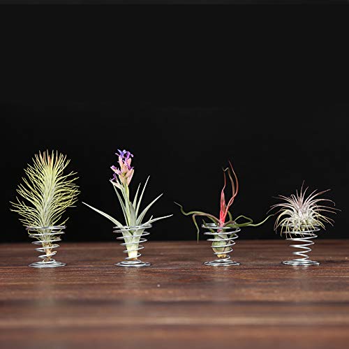 20 Pack Air Plant Stand Container Tillandsia Holder, Fineder Stain...