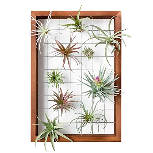 Air Plants Frame Wall Holder, Air Plants Hanger Wall Display, Flow...