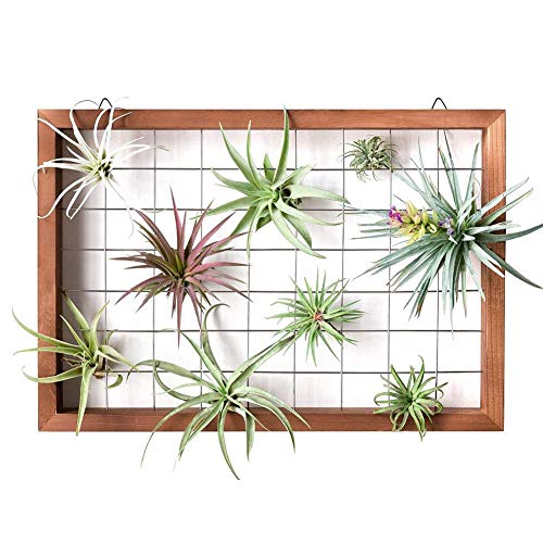 Air Plants Frame Wall Holder, Air Plants Hanger Wall Display, Flow...