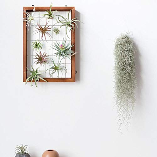 Air Plants Frame Wall Holder, Air Plants Hanger Wall Display, Flow...