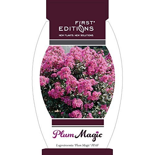 First Edition Plum Magic Crape Myrtle 3 Gal, Green