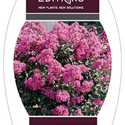 First Edition Plum Magic Crape Myrtle 3 Gal, Green