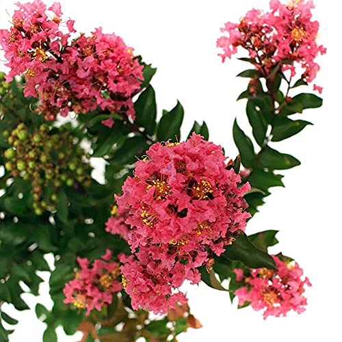 First Edition Plum Magic Crape Myrtle 3 Gal, Green