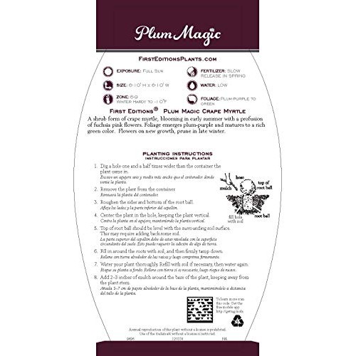 First Edition Plum Magic Crape Myrtle 3 Gal, Green