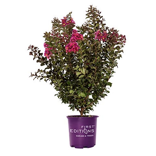 First Edition Plum Magic Crape Myrtle 3 Gal, Green