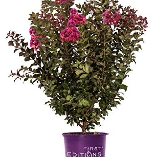 First Edition Plum Magic Crape Myrtle 3 Gal, Green