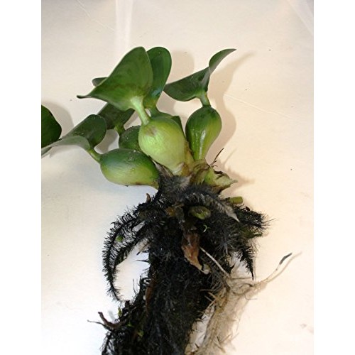 Water Hyacinths Floating Water Garden Plants 5 Live Plants