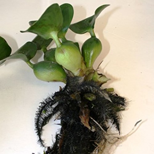 Water Hyacinths Floating Water Garden Plants 5 Live Plants